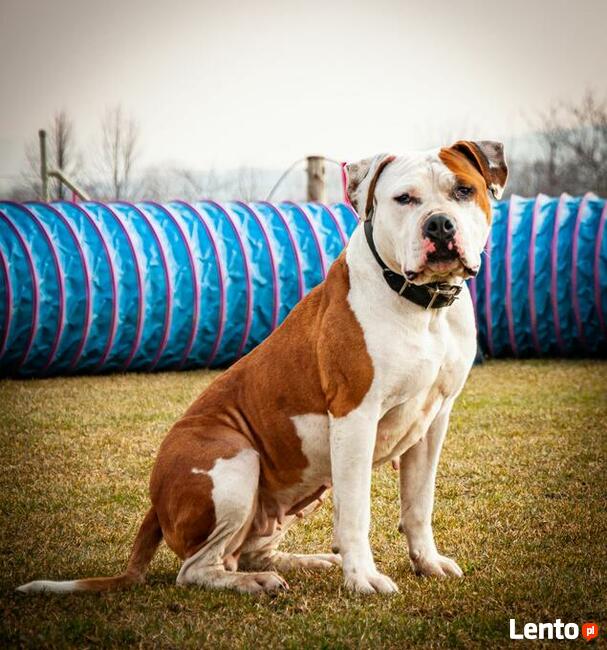 Amstaff młoda suczka