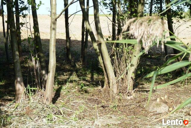 Działka nad Jeziorem L brzeg78m K.Choszczna.1 Ha. OKAZJA