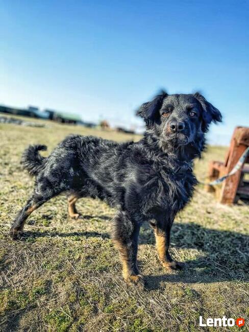 Dżeki - kudłacz uwielbiający długie spacery