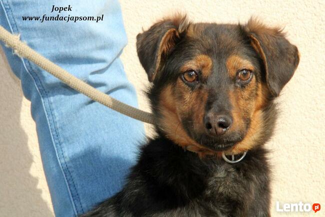 Jopek - spokojny chłopczyk