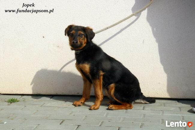 Jopek - spokojny chłopczyk