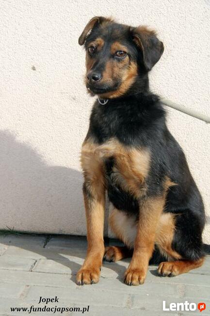 Jopek - spokojny chłopczyk