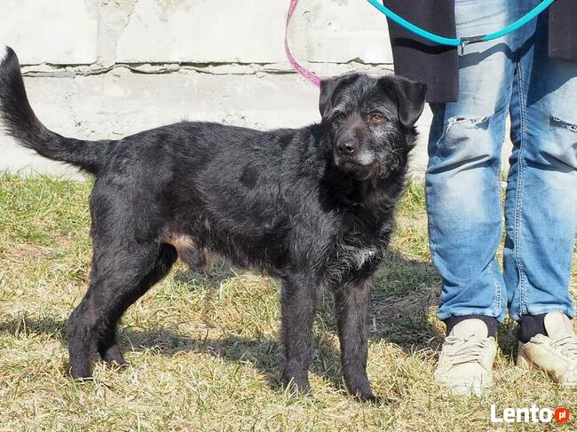 KAJKO mądry ułożony psiak szuka PILNIE kochającego domku