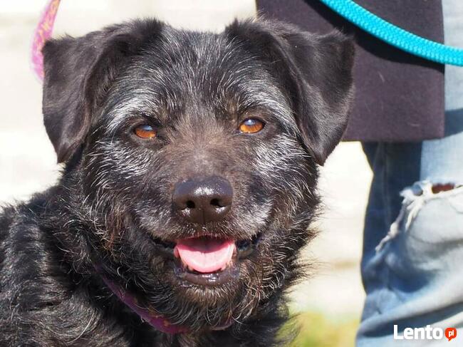 KAJKO mądry ułożony psiak szuka PILNIE kochającego domku