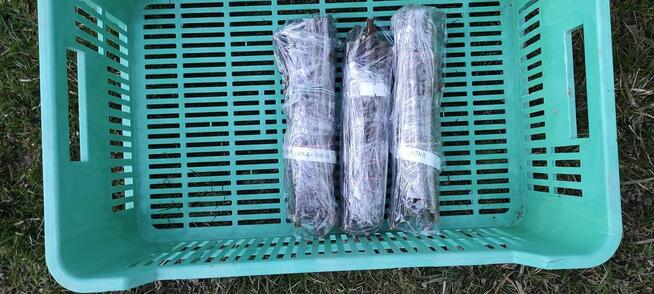 Wierzby pyłkodajne, pszczelarskie, wierzba, sztobry, pszczoł