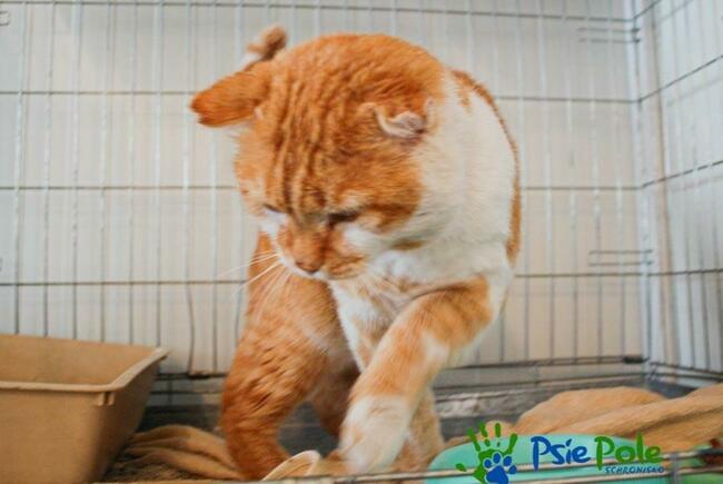 ALOHAS - duży rudo-biały kocur