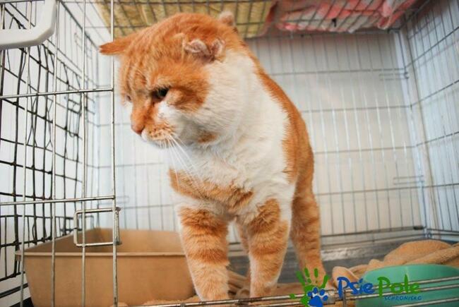 ALOHAS - duży rudo-biały kocur