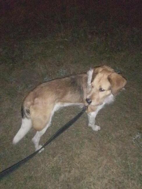 OPIEKA DLA ZWIERZĄT ŁÓDŹ całodobowa