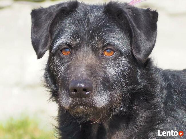 Ułożony psiak kochający ludzi szuka PILNIE dobrego domu