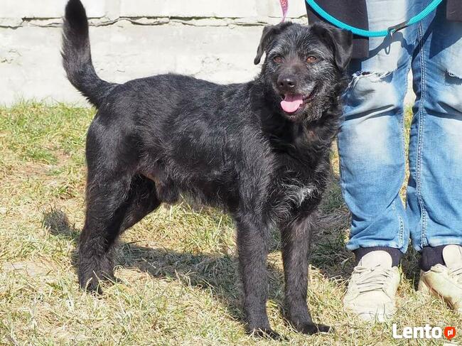 KAJKO mądry ułożony psiak szuka PILNIE kochającego domku