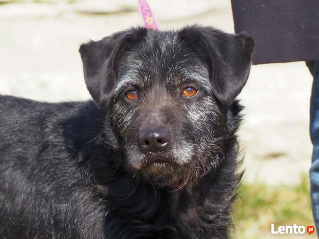 Ułożony psiak kochający ludzi szuka PILNIE dobrego domu