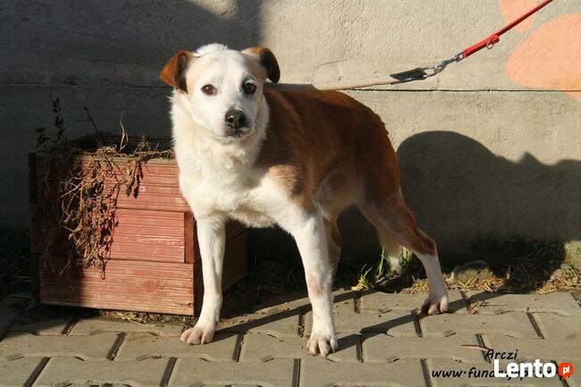 Arczi - spokojny, spragniony miłości pies