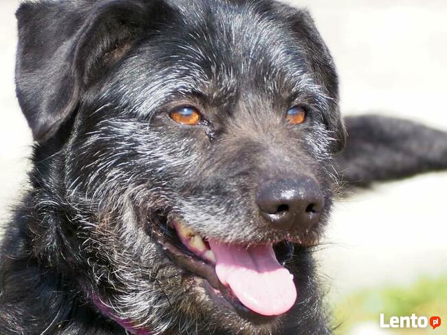 KAJKO mądry ułożony psiak szuka PILNIE kochającego domku