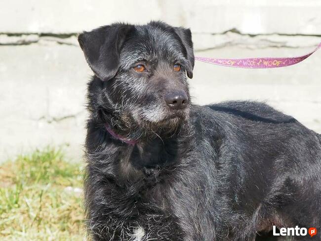 KAJKO mądry ułożony psiak szuka PILNIE kochającego domku