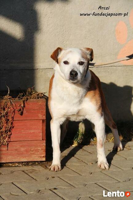 Arczi - spokojny, spragniony miłości pies