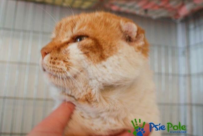 ALOHAS - duży rudo-biały kocur