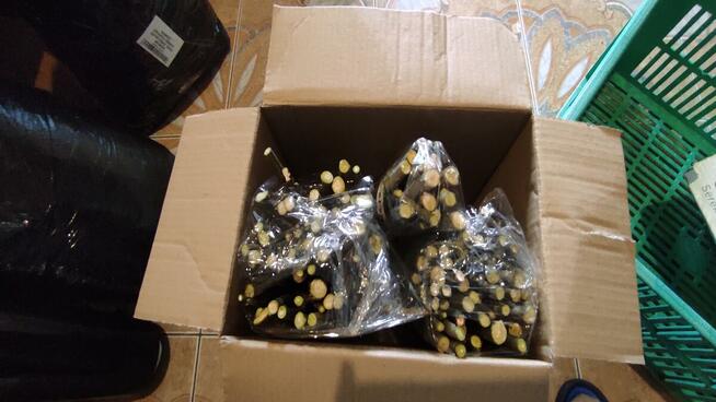 Wierzby pyłkodajne, pszczelarskie, wierzba, sztobry, pszczoł