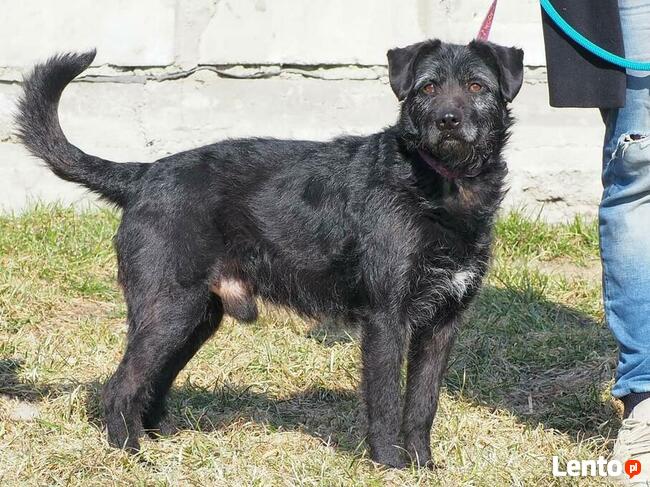 Ułożony psiak kochający ludzi szuka PILNIE dobrego domu