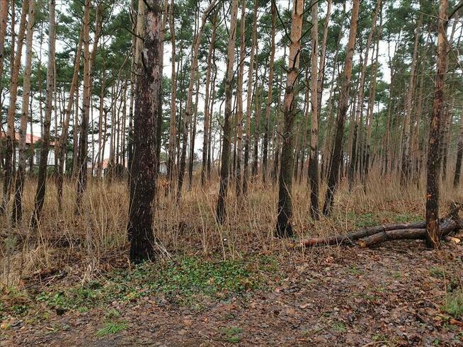 Działka w Międzylesiu