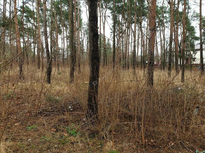 Działka w Międzylesiu