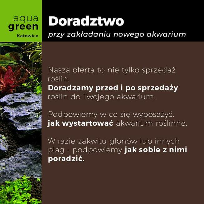 Zestaw roślin do akwarium, 106 sadzonek, 12 gatunków