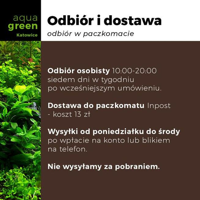 Zestaw roślin do akwarium, 37 sadzonek +GRATIS