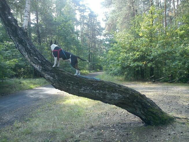 psi behawiorysta psi psycholog zaklinacz psów szkolenie psów