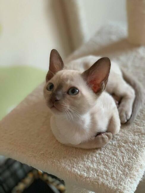 Koty tonkijskie, Tonkinese Cattery