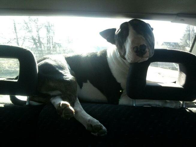 psi behawiorysta psi psycholog zaklinacz psów szkolenie psów