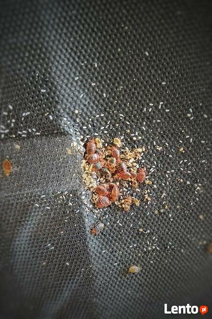 Odpluskwianie Dezynsekcja i usuwanie pluskwy Łódź