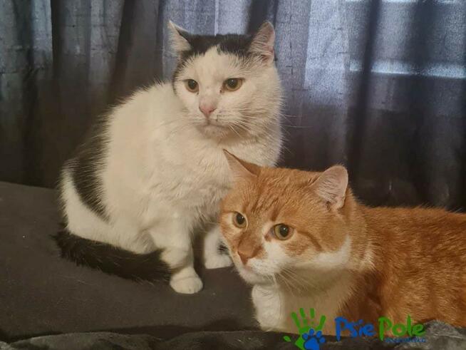 OXYMONEK - śliczny rudo-biały kotek szuka domu, adopcja