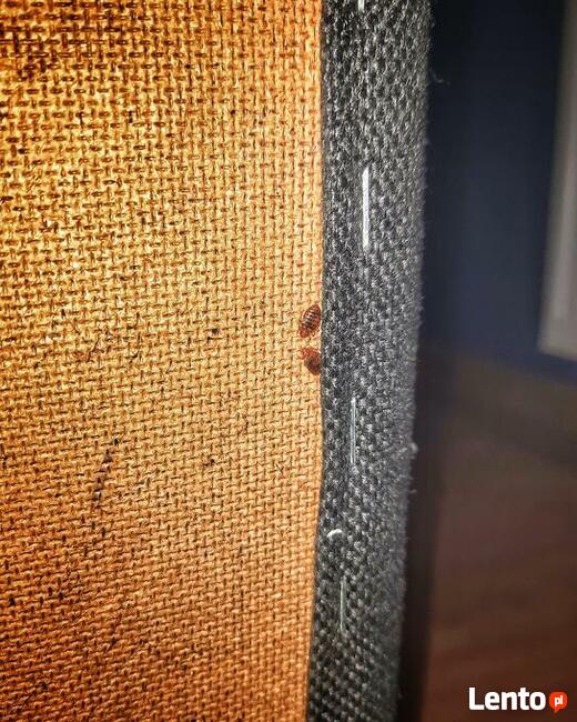 Odpluskwianie Dezynsekcja i usuwanie pluskwy Łódź