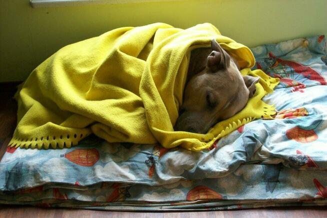 psi behawiorysta psi psycholog zaklinacz psów szkolenie psów