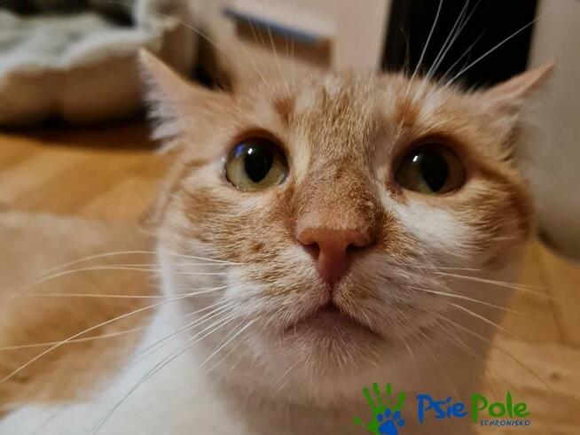 OXYMONEK - śliczny rudo-biały kotek szuka domu, adopcja