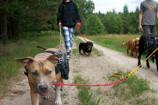psi behawiorysta psi psycholog zaklinacz psów szkolenie psów