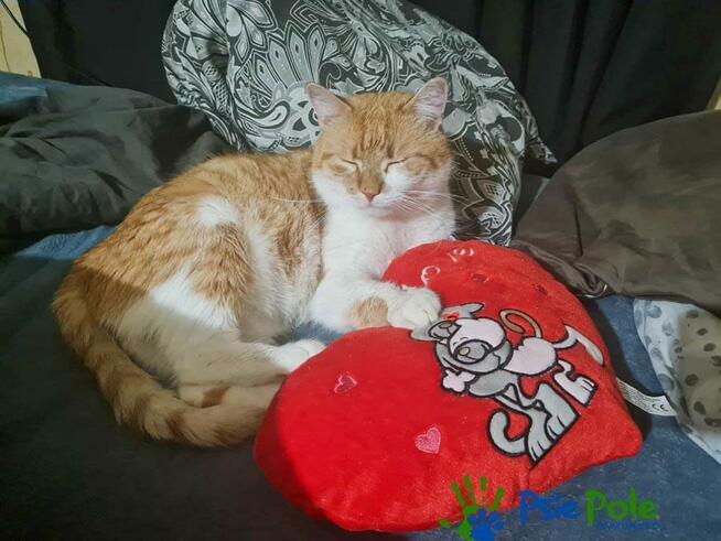 OXYMONEK - śliczny rudo-biały kotek szuka domu, adopcja