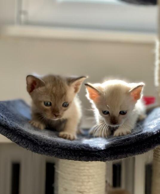 Koty tonkijskie, Tonkinese Cattery