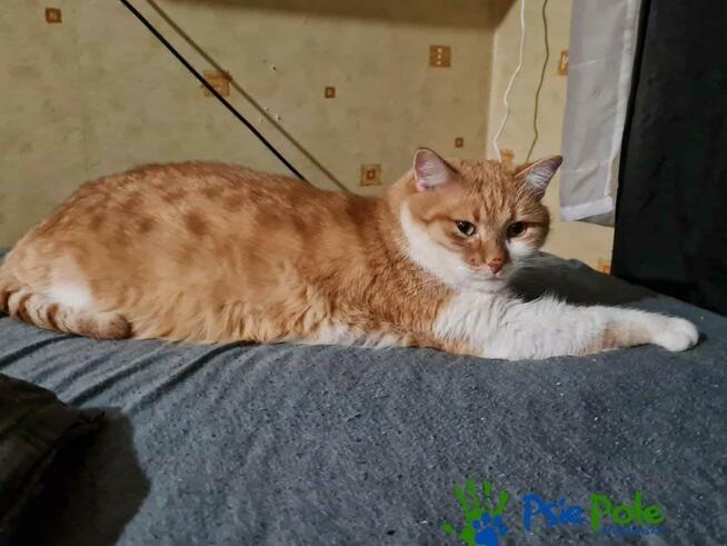 OXYMONEK - śliczny rudo-biały kotek szuka domu, adopcja