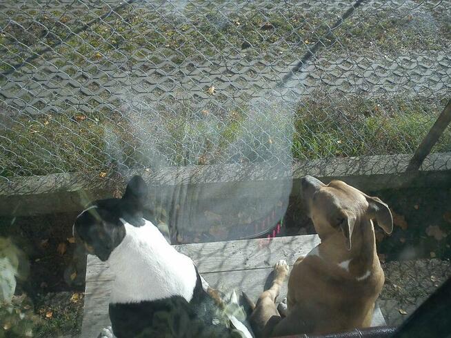 psi behawiorysta psi psycholog zaklinacz psów szkolenie psów