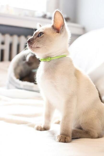 Koty tonkijskie, Tonkinese Cattery