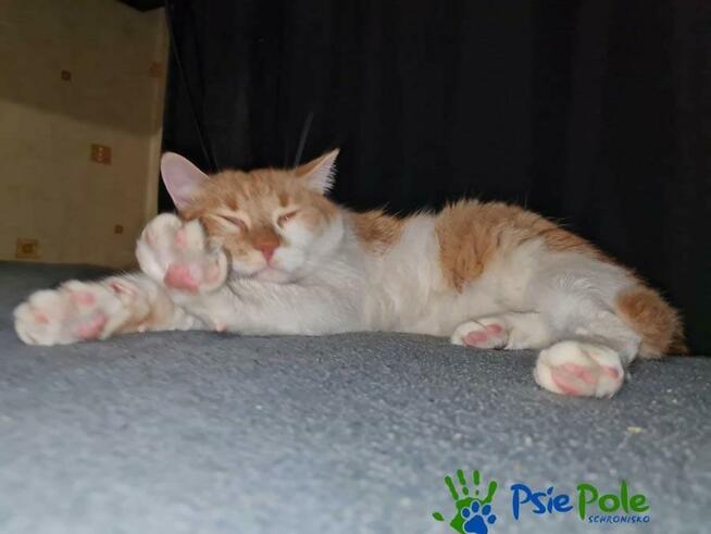 OXYMONEK - śliczny rudo-biały kotek szuka domu, adopcja