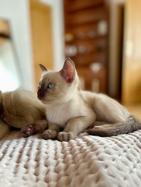 Koty tonkijskie, Tonkinese Cattery