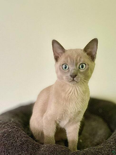 Koty tonkijskie, Tonkinese Cattery