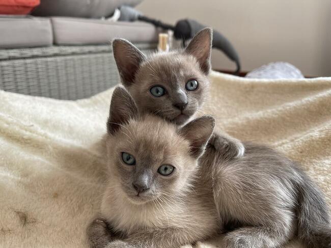Koty tonkijskie, Tonkinese Cattery