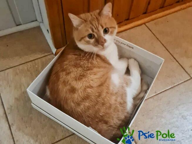 OXYMONEK - śliczny rudo-biały kotek szuka domu, adopcja