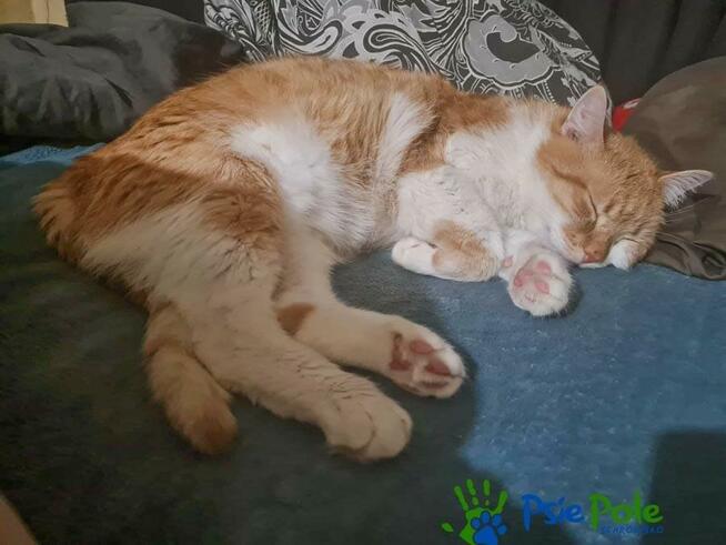 OXYMONEK - śliczny rudo-biały kotek szuka domu, adopcja