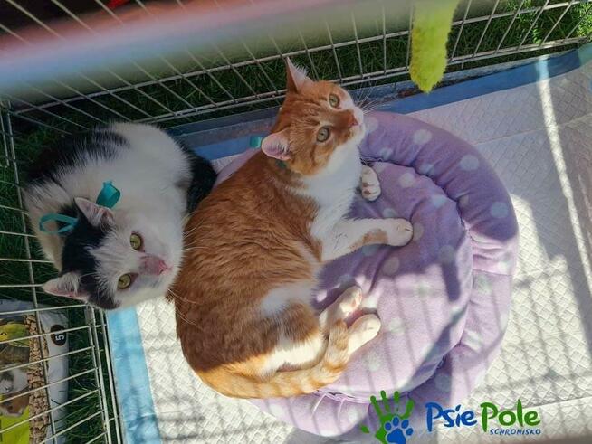 OXYMONEK - śliczny rudo-biały kotek szuka domu, adopcja