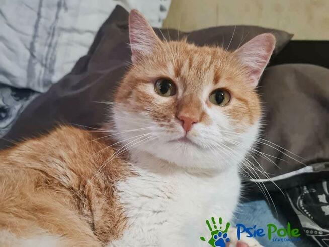 OXYMONEK - śliczny rudo-biały kotek szuka domu, adopcja