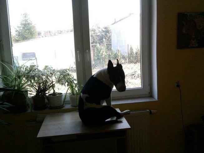 psi behawiorysta psi psycholog zaklinacz psów szkolenie psów