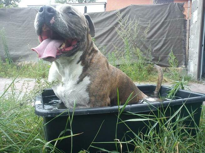 psi behawiorysta psi psycholog zaklinacz psów szkolenie psów